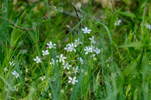 Preview: Small White Flowers In Green Meadow In Summer. Background Texture