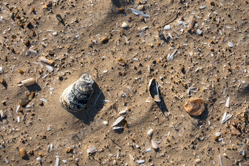 Preview: Broken Sea Shell Small Fragments Sand Image