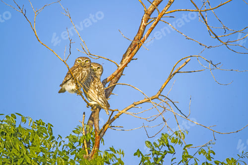 Preview: Little Owls On Tree Blue Sky Background Little Owl / Athene Noctua