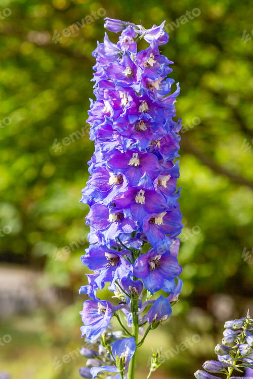 Preview: Beautiful Delphiniums Blooming In The Garden.