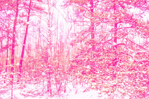 Preview: Blurred. Frozen Winter Forest With Snow Covered Trees.