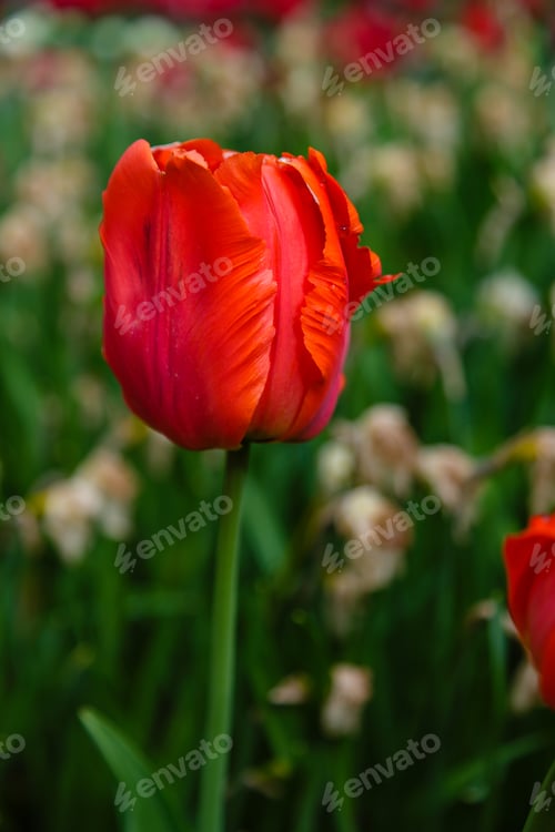 Preview: Red Flower Of Tulip Sort Parrot (Rococo). Hybrids Of Tulips - A Beautiful Spring Bulbs. Growing