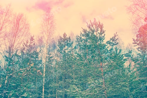 Preview: Frozen Winter Forest With Snow Covered Trees.