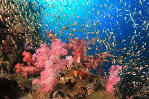 Preview: Underwater Coral Reef And Tropical Fish In Thailand