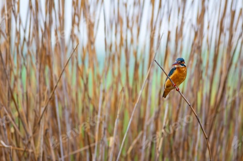 Preview: Cute Colorful Bird Kingfisher. Yellow Nature Background. Common Kingfisher Alcedo Atthis.