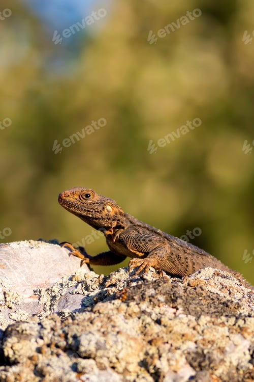 Preview: Chameleon. Green Nature Habitat Background.