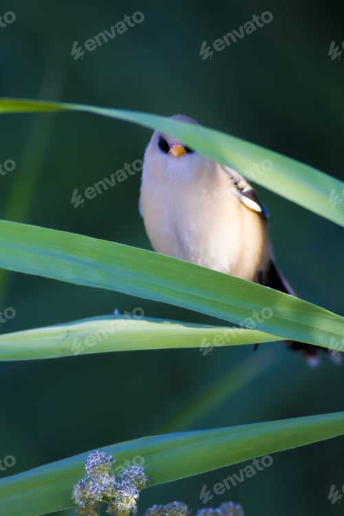 Preview: Cute Bird. Green Nature Background. Bearded Reedling / Panurus Biarmicus