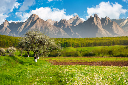 Preview: Apple Trees In Blossom Near The Rural Fields. High Mountain Ridge With Rocky Peaks In The Distance