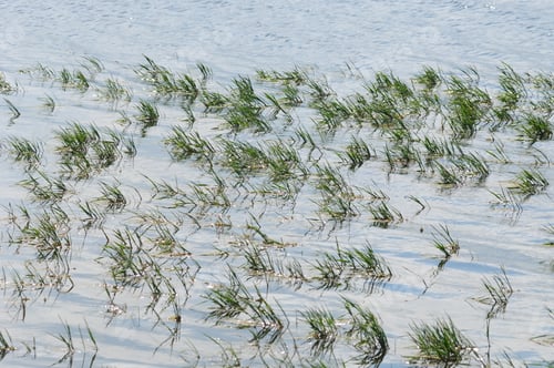 Preview: Aquatic Plants On The Lake Surface