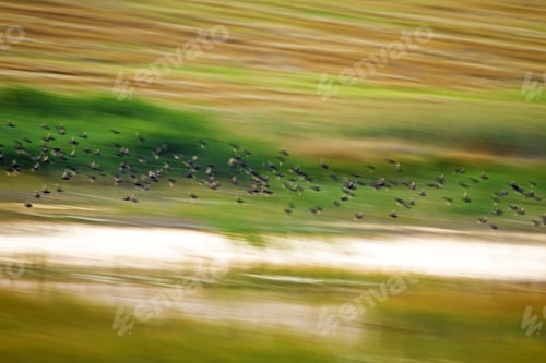 Preview: Flying Birds. Motion Blur Background. Colorful Nature Background.