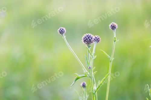 Preview: Beautiful Wild Thistle Flowers Growing On Field, Photographed In Sunset Light.