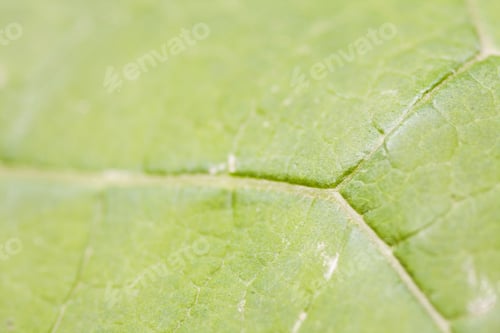 Preview: Green Abstract With Leaf Texture