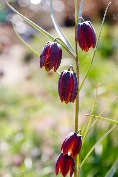 Preview: Fritillaria Meleagris, Snake Head Fritillary Flower In Spring Garden