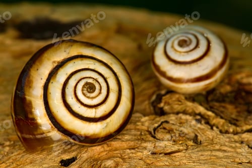 Preview: Snail Shell. Natural Colors And Background.