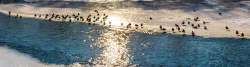 Preview: Panoramic Image With Flock Of Ducks On The Ice Of Frozen River