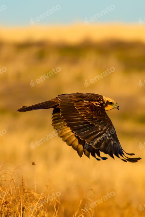 Preview: Flying Wild Bird. Yellow Nature Background.