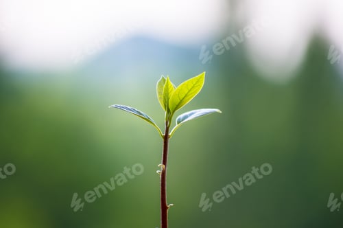 Preview: Macro Of Little Sprout Avocado Persea Gratissima In A Red Flower Pot On The Window