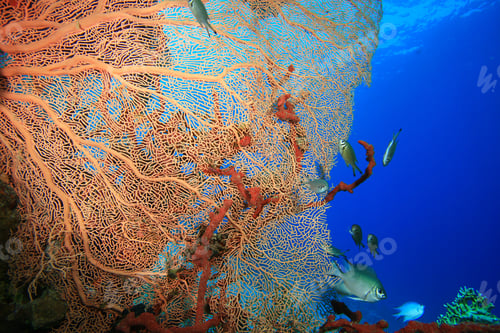 Preview: Gorgonian Fan Coral (Annella Mollis)