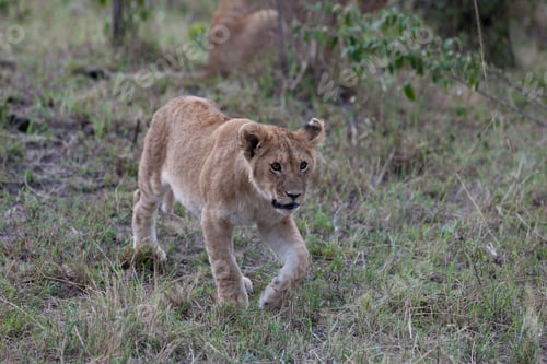 Preview: Lion Cub In The Maasai Mara National Park, Kenya