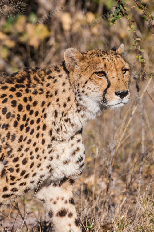Preview: Cheetah (Acinonyx Jubatus Soemmeringii) In The Okavango-Delta In Botswana