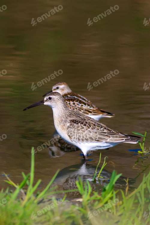 Preview: Water Bird. Nature Background.