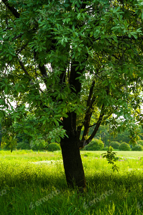 Preview: Spring Landscape - Bright Green Trees With Young Foliage On A Bright Warm Sunny Day In Early Spring