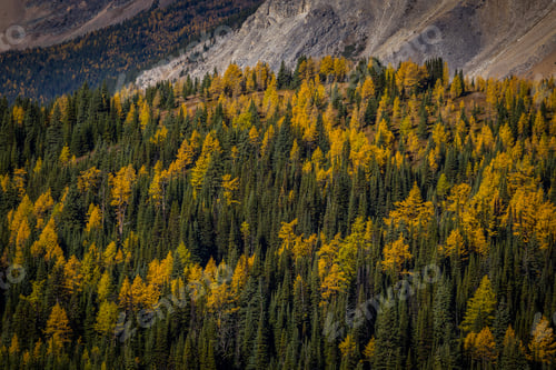 Preview: Aerial Shot Of Coniferous And Deciduous Forest In Autumn Colors. Seasons Changing, Concept