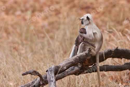 Preview: Gray Langur Also Known As Hanuman Langur In The Bandhavgarh National Park In India. Bandhavgarh Is