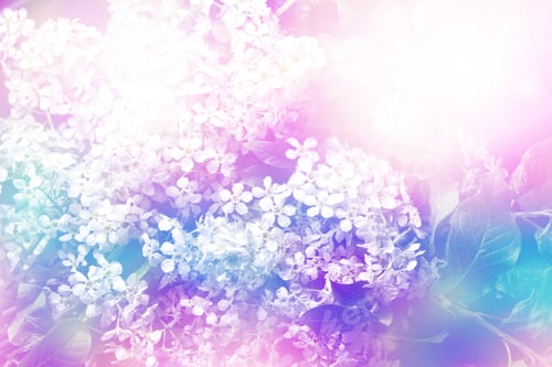 Preview: Spring Landscape. Delicate White Flowers Bird Cherry.