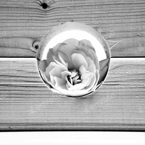 Preview: Black And White, Still Life Composition With Wooden Geometrical Pieces With White Roses And Light