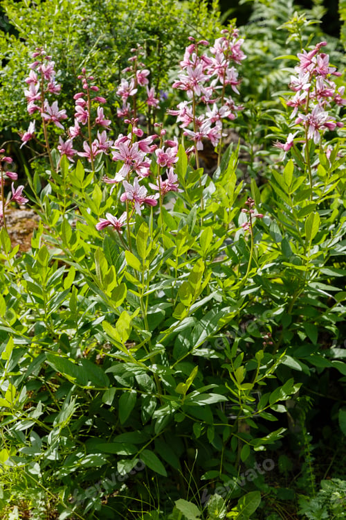 Preview: Dictamnus Albus - Bush Of Moses, The Burning Bush In Garden