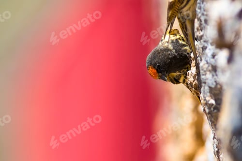 Preview: Cute Bird. Red Fronted Serin.