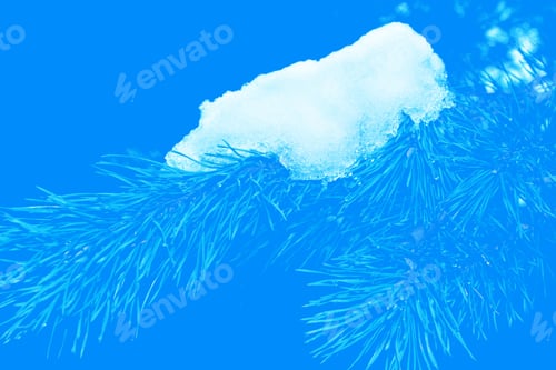 Preview: Frozen Winter Forest With Snow Covered Trees. Coniferous Spruce Branch. Outdoor