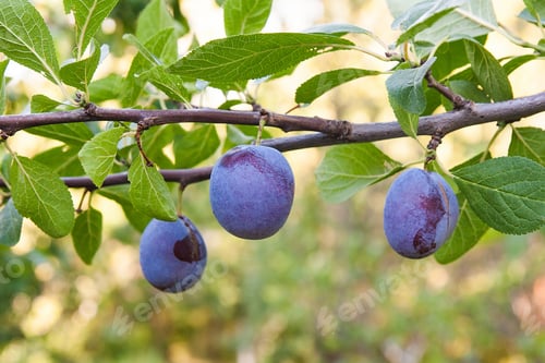 Preview: Close Up Of The Plums Ripe On Branch.