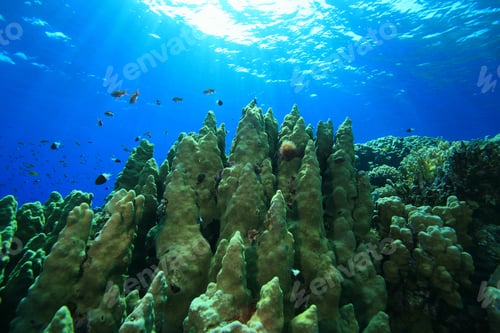 Preview: Hard Corals And Tropical Fish In The Red Sea