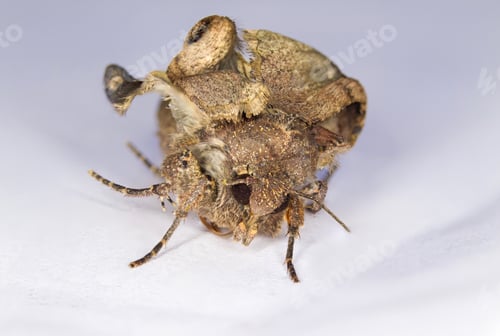 Preview: Moth Mocro Photo. White Blue Natural Background.