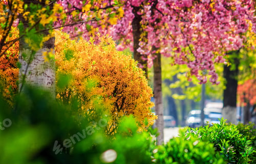 Preview: City Street Blossom With Yellow And Green Bushes And Pink Sakura In Spring