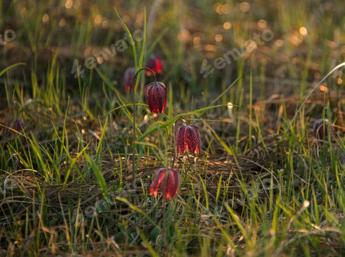 Preview: Snake'S Head Flower In Early Spring