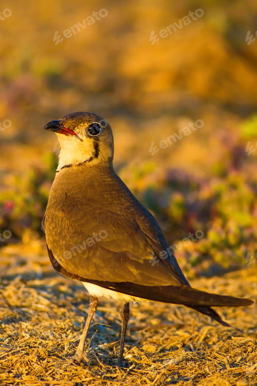 Preview: Bird And Yellow Dry Nature Background. Collared Pratincole / Glareola Pratincola