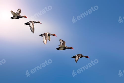 Preview: Flying Ducks. Blue Sky Background. Bird: Red Crested Pochard. Netta Rufina.