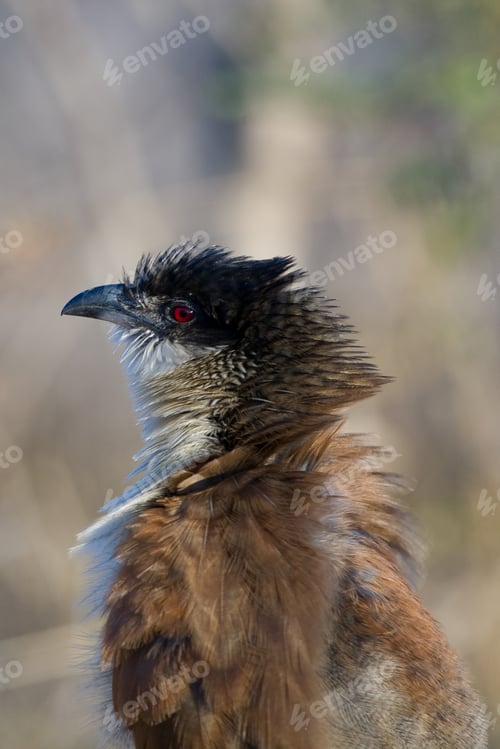Preview: Burchells Coucal (Centropus Burchelli) In The Kruger National Park, South Africa