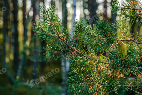 Preview: Green Fresh Foliage. Tree Leaf In Summer Day In Sunlight. Abstract Pattern Blur Background. Nature