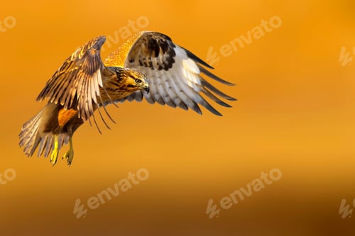 Preview: Wild Bird Buzzard. Orange Natural Background. Isolated Bird.