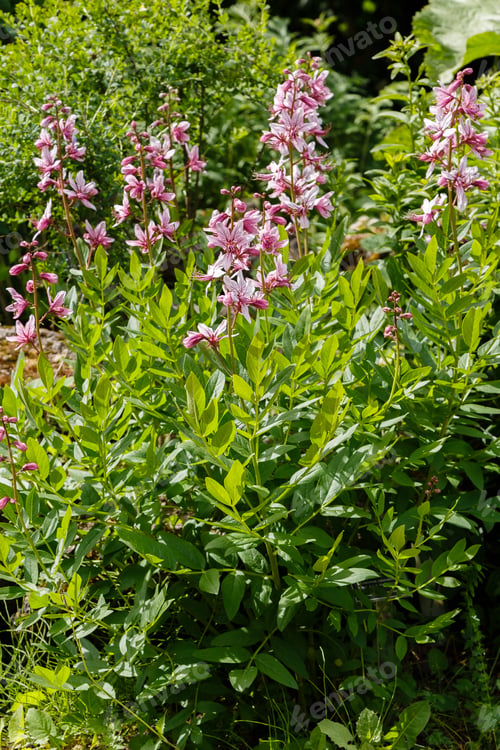 Preview: Dictamnus Albus - Bush Of Moses, The Burning Bush In Garden
