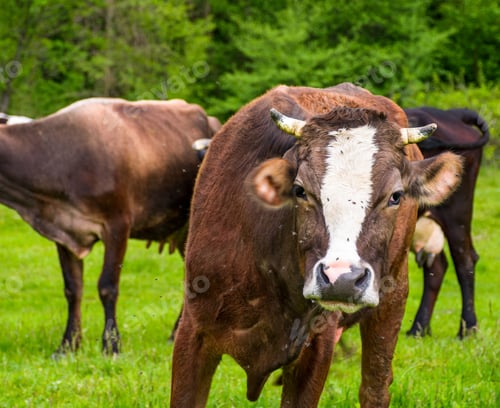 Preview: Portrait Of Curious Cow With Flies On The Face. Animal In Spring Green Environment