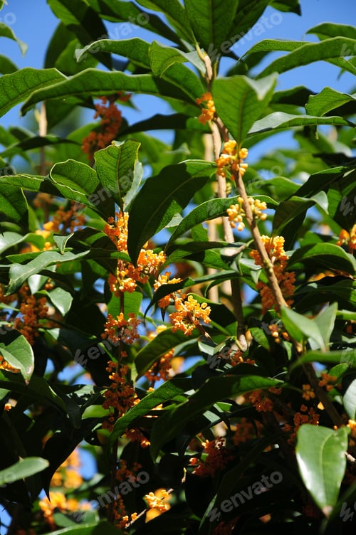 Preview: Osmanthus Fragrans (Sweet Olive)