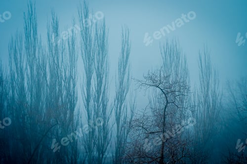 Preview: Winter Urban Frosty Landscape - Snow Covered Trees On Foggy Background