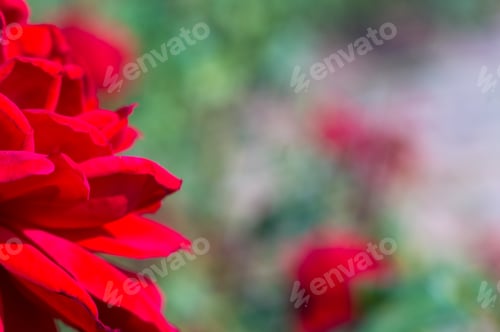 Preview: Red Rose Flower. Nature. Close Up, Selective Focus