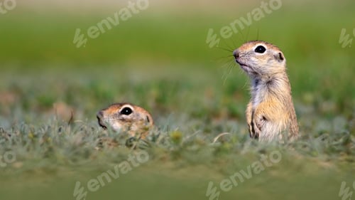Preview: Cute Animal. European Ground Squirrel. Green Nature Background. European Sousl Spermophilus
