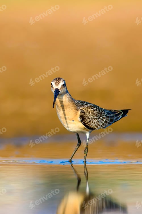 Preview: Water Bird Sandpiper. Yelow Natural Background. Bird: Curlew Sandpiper. Calidris Ferruginea.